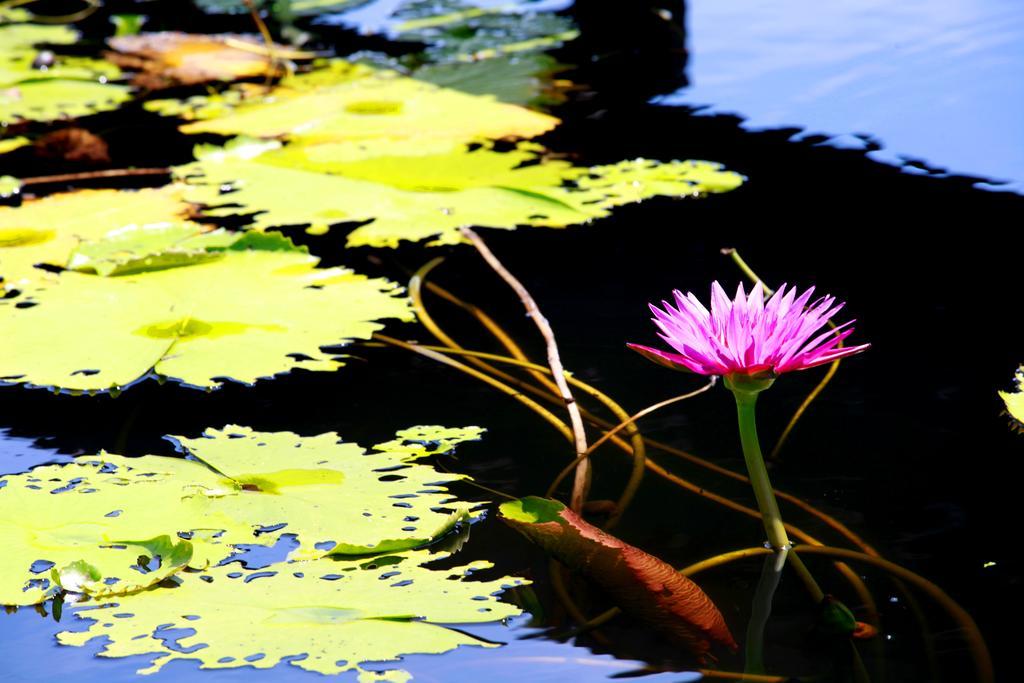 Saree Lagoon Villa Koh Samui Lipa Noi Extérieur photo